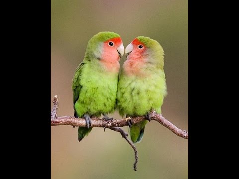 Funny Love Bird - YouTube