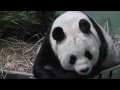 TianTian - Giant Panda , Edinburgh Zoo
