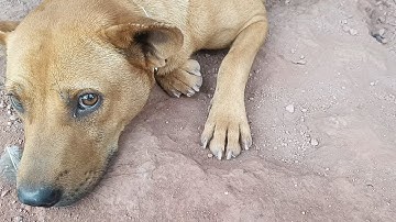 The dog chases the pig,