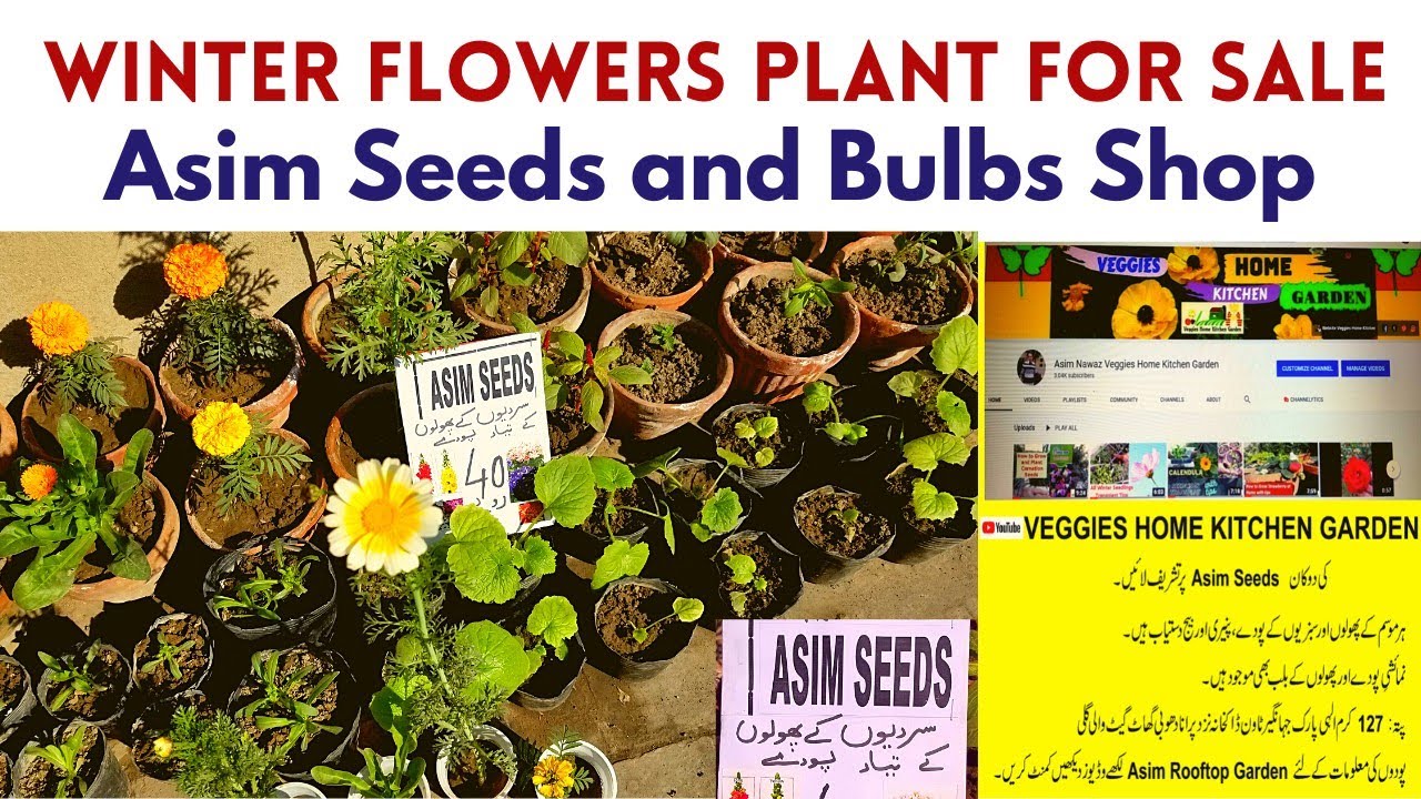 Winter Flowers plants for sale in disposable pots at Asim Seeds Shop