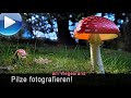 Pilze fotografieren im Vorgarten und an Wegesrändern - mit Stacktechniken