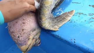Turtle Entangled in Ghost Net Rescued