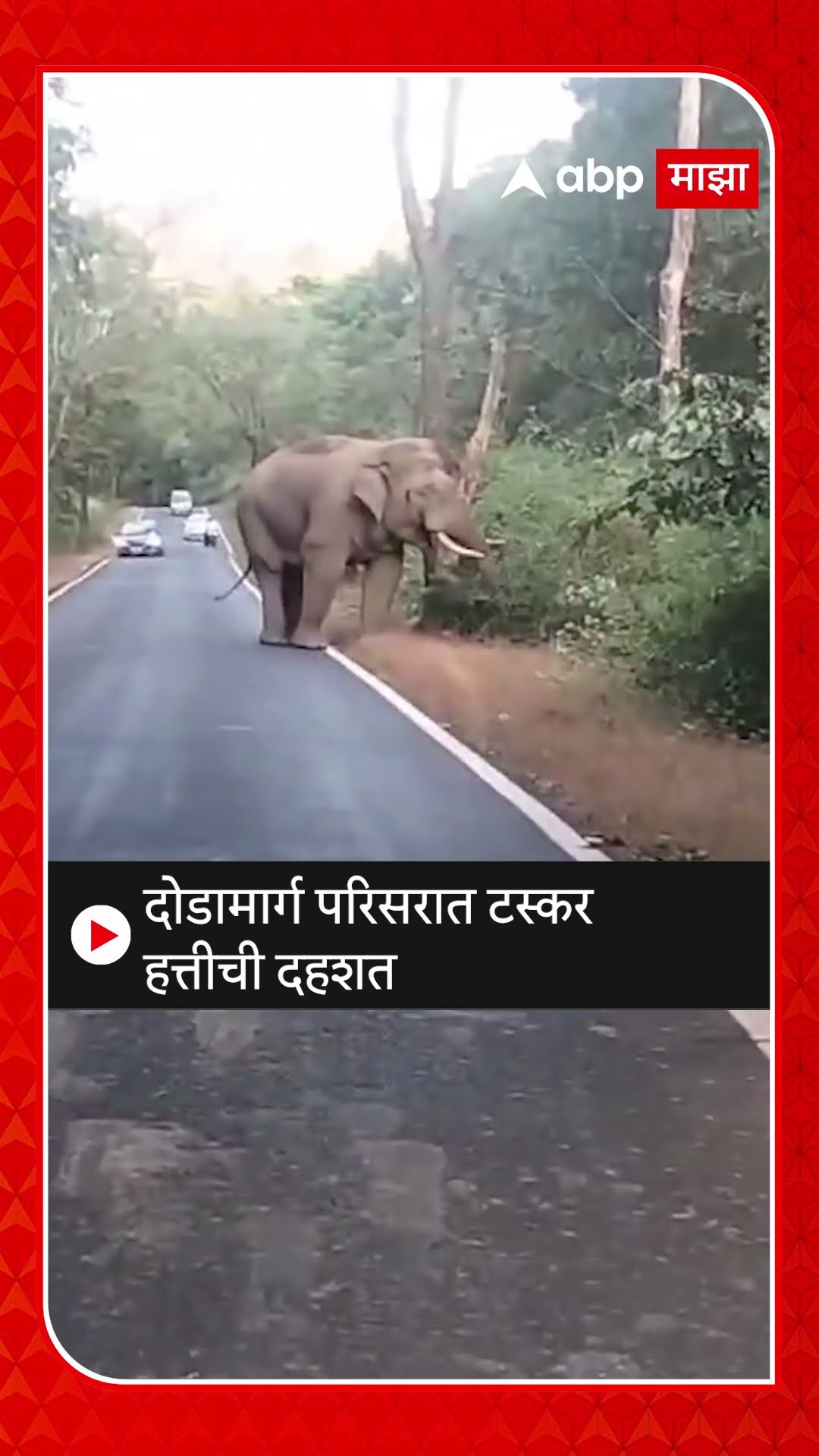 Sindhudurg Elephant News : दोडामार्ग परिसरात टस्कर हत्तीची दहशत
