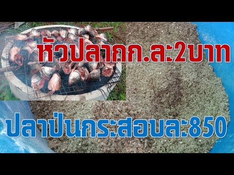 วิธีลดต้นทุนแหล่งโปรตีนสำหรับไก่ไข่