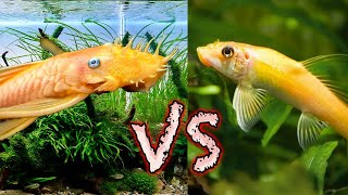 Choose Wisely! Bristlenose Pleco vs Chinese Algae Eater