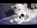 ハスキーに育てらた子猫が一緒に生活するうちに、ハスキーのようになりました #1