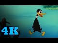 Looney tunes porkys duck hunt  screwball daffy duck clip in 4k