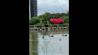 仔細看，黑天鵝跳水上芭蕾#Black Swan