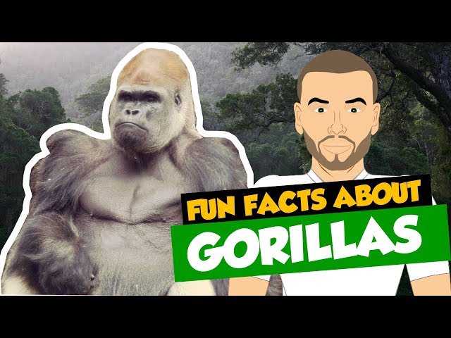 Unveiling the Secrets: Unlocking the Essential Needs of Gorillas 3 sddefault