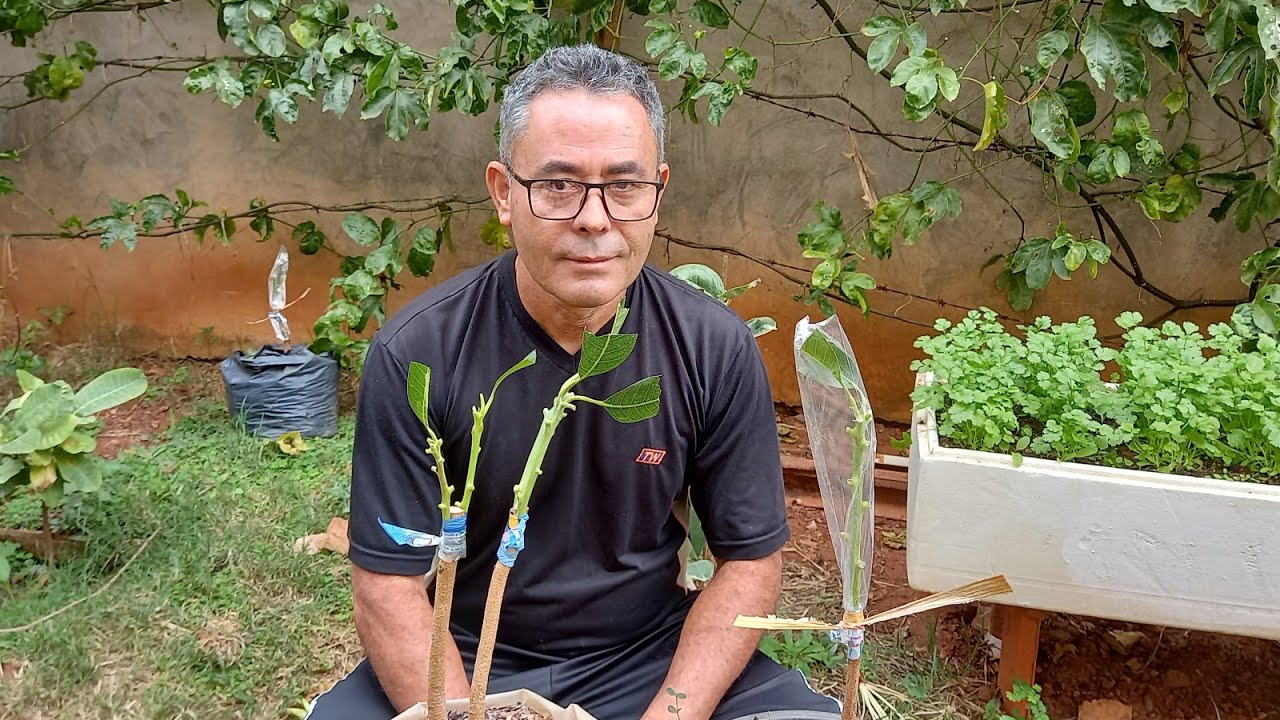 FAZENDO 2 TIPOS DE ENXERTO NA MANGA 🥭