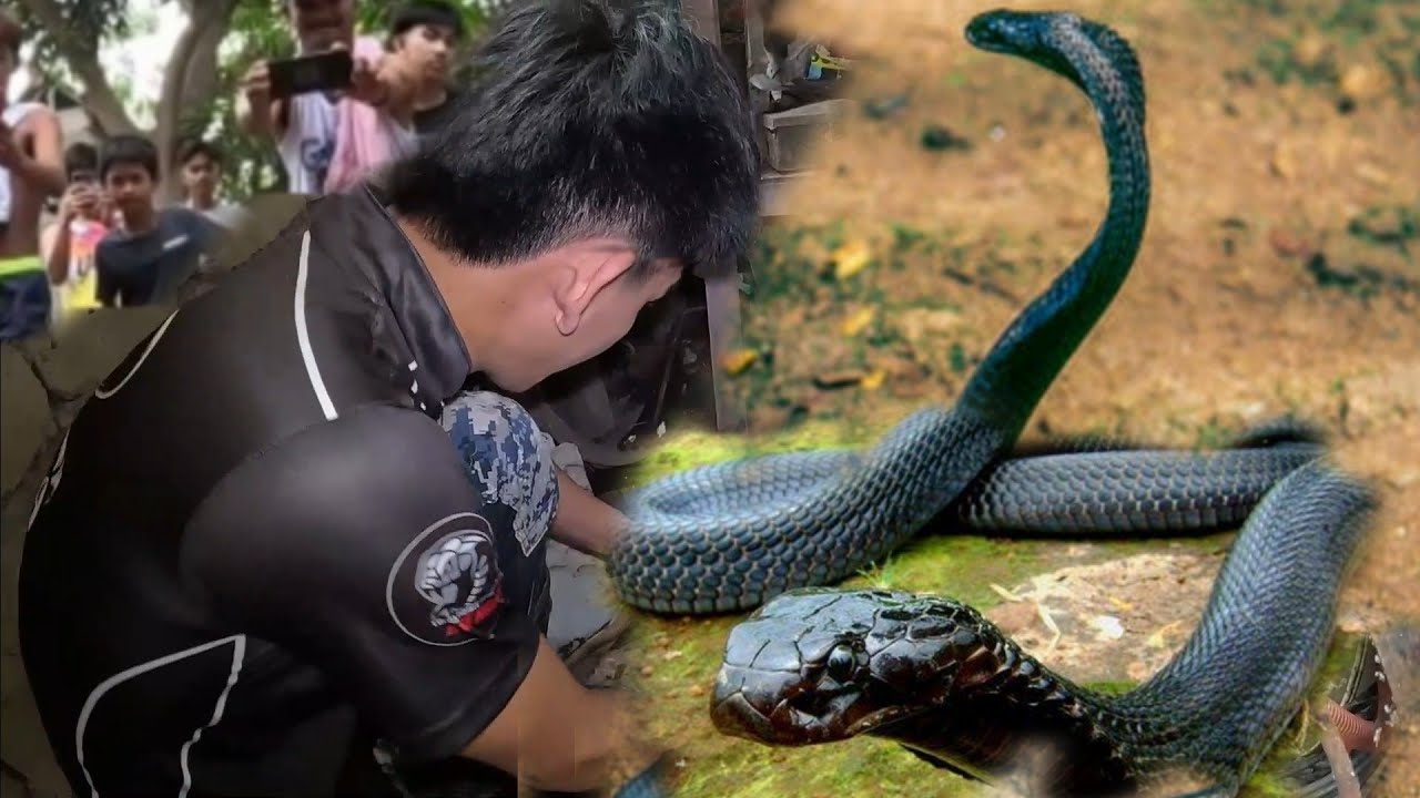 IMBAKAN NANG BIGAS  MAY DALAWANG ITIM NA  COBRA