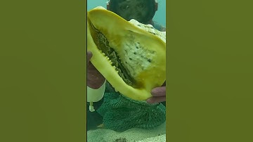 Bắt được con Ốc khổng lồ ở điểm xa bờ | Cảnh 86 #lặnbiển