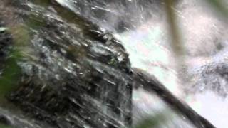20120814 Hong Kong Cascade Frog 香港湍蛙
