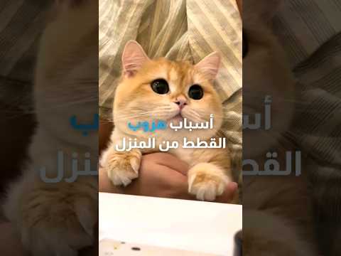 أسباب هروب القطط من المنزل