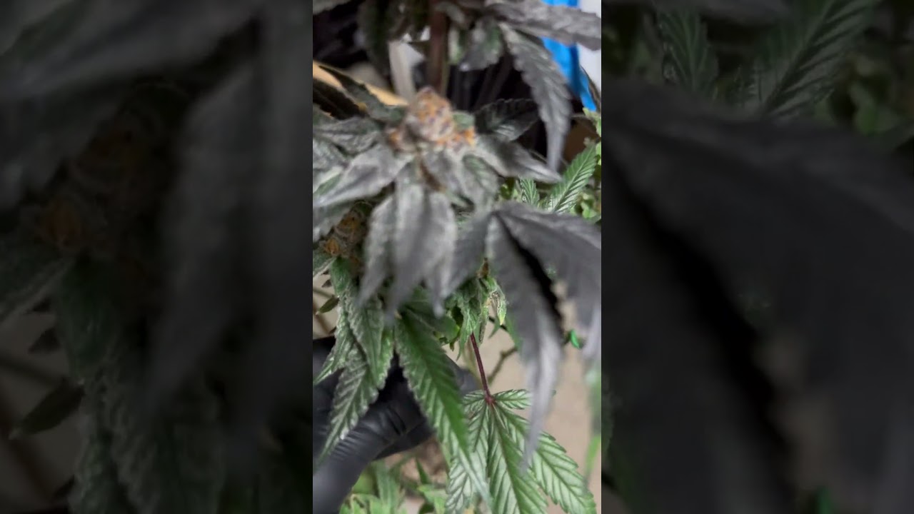 In-house Genetics “IceCream Candy”, Dolato x Skurricane #23. 