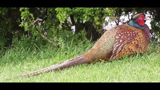 Percy the Collarless Pheasant has Reappeared in Bempton E Yorkshire by Tom McClean Positive Belfast 412 views 9 days ago 4 minutes, 9 seconds