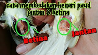 CIRI-CIRI KENARI PAUD JANTAN & BETINA | KENARI GACOR