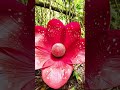 Timelapse - Rafflesia arnoldii #flowers #nature #garden #relaxingmusic #plants #exoticflowers