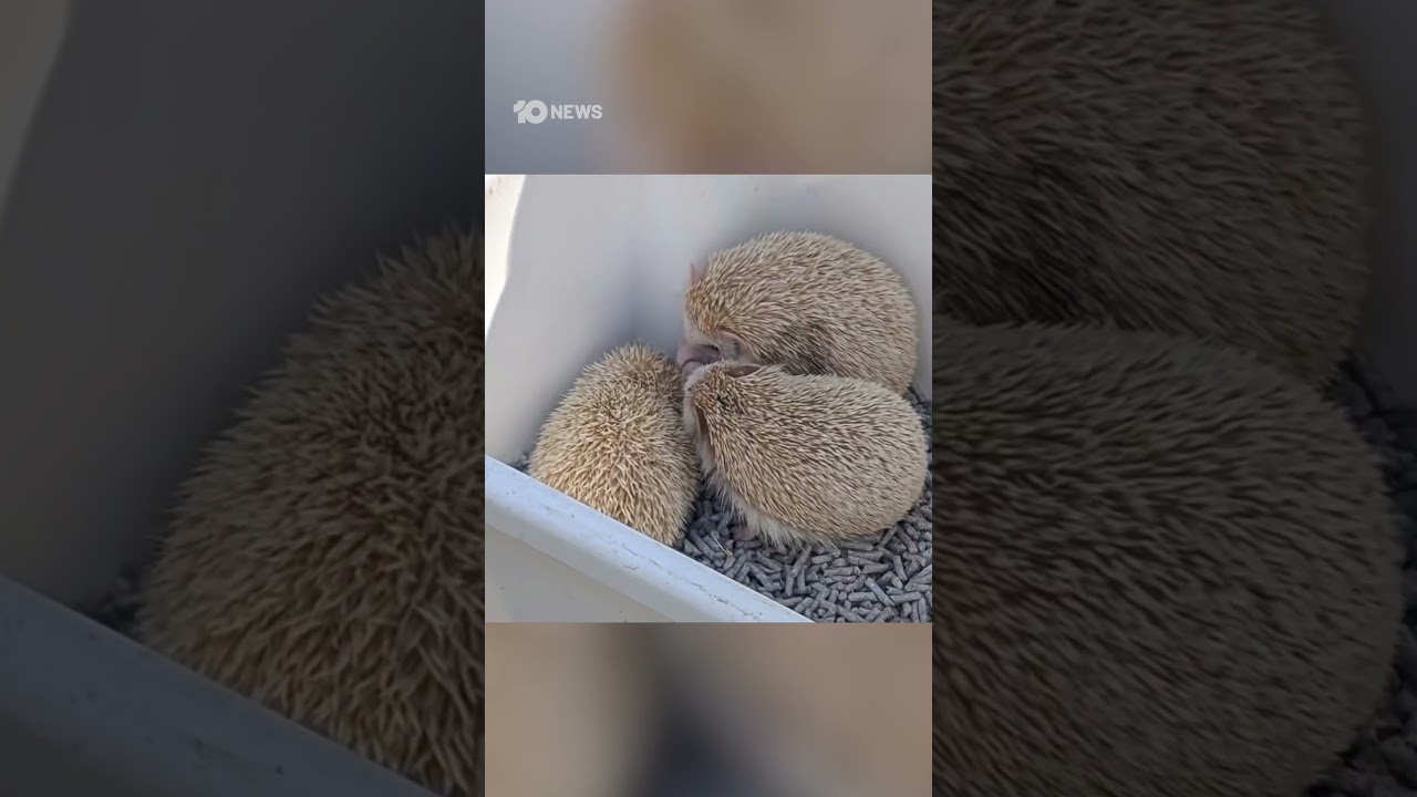 Makeshift Zoo Found During Drug Bust In NSW | 10 News