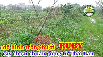 Mô hình trồng bưởi RUBY choai chuẩn giống từ Thái Lan: 0869214270