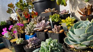 10 ECHEVERIAS PRECIOSAS | Nombres, tips y más | reto mis echeverias &#39;preferidas&#39; 😄🪴💚👌