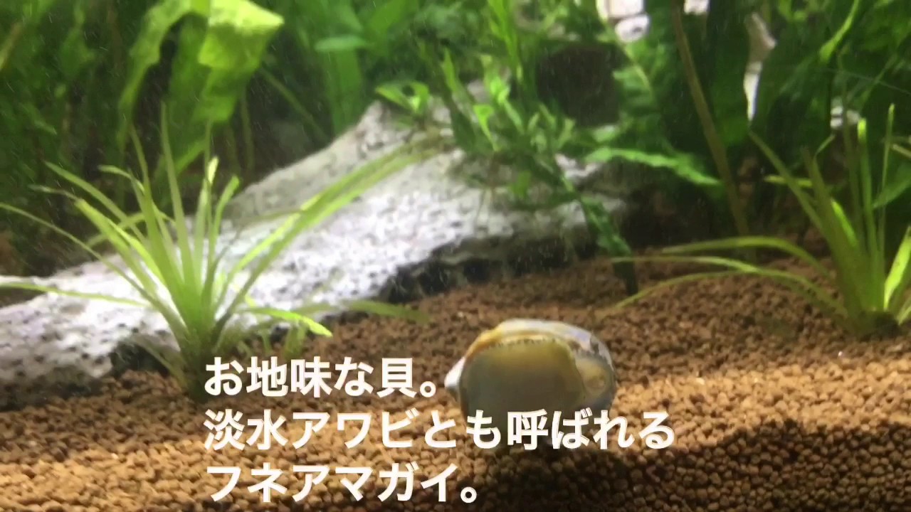フネアマガイのガラス掃除の様子と オスのヤマトヌマエビ シルバーチップテトラを撮影しました Youtube