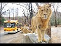 에버랜드 사파리월드/Everland  Safari World/한국여행/korea trip