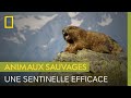 Le cri strident de la marmotte olympique