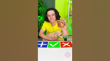 POPIT VIRAL TikTok FIDGET TRADING GAME WITH DOG OWNER #shorts #popit #fidget