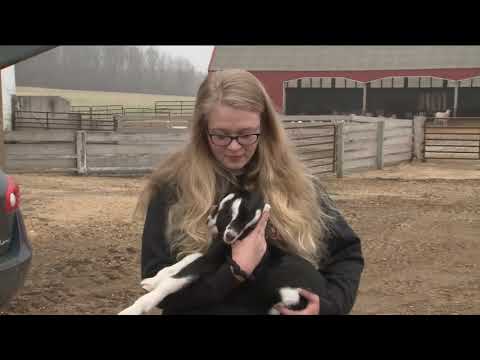 Two-headed goat named 'Janus' born on Wisconsin farm