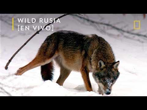 Wild Rusia: Siberia | Nat Geo