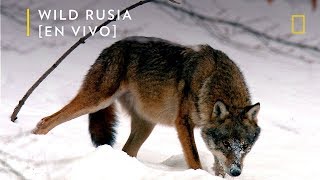 Wild Rusia Siberia Nat Geo