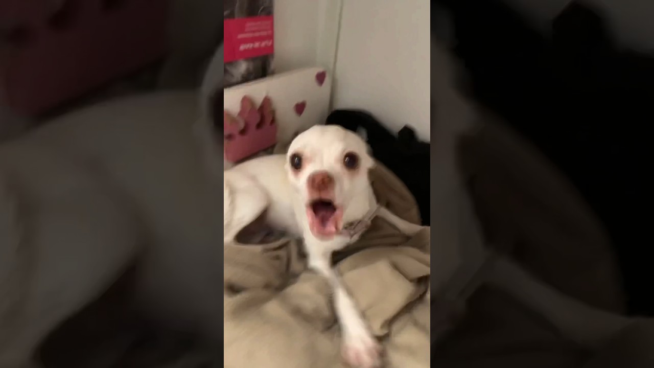 my chihuahuas are talking each other??