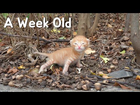 3 Reasons <strong>Why</strong> You Shouldn&amp;#39;<strong>t</strong> Easily Rescued A Baby Kitten