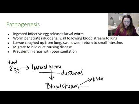 Video: Variabilitätsquellen Bei Der Messung Der Infektionsintensität Von Ascaris Lumbricoides Durch Kato-Katz Und QPCR