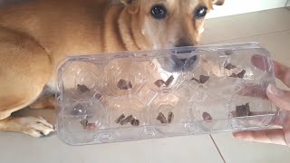 Brinquedo para Cachorro em 1 Minuto by Fofura Animal 569 views 1 year ago 1 minute, 24 seconds