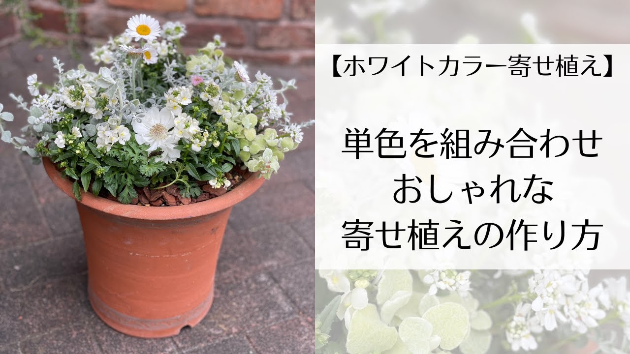 ホワイトカラー寄せ植え】単色を組み合わせ・おしゃれな寄せ植えの