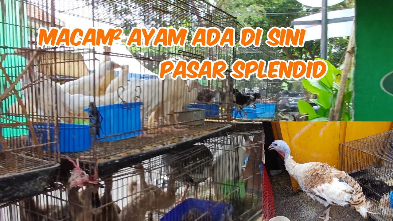 REVIEW LAPAK BU BAKRI PASAR SPLENDID MACAM² AYAM DARI AYAM KAMPUNG SAMPAI KALKUN