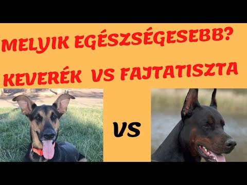 Videó: Miért Vannak A Dalmát Kutyák? - Tűzoltó Kutyafajták