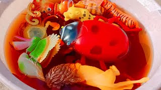 Tiger Cheetah Octopus Honeybee Ladybug Crocodile Panda Lion Duck Crab