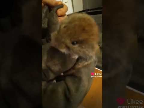 МОЯ СТАРАЯ МЫШКА НЮША первая, МЫ ПОМНИМ ТЕБЯ! 😭#грусть #мышка # ...