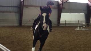 Sianna & Picasso 3'3 at Winter Jumper Series