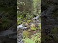 Relaxing Forest Waterfall