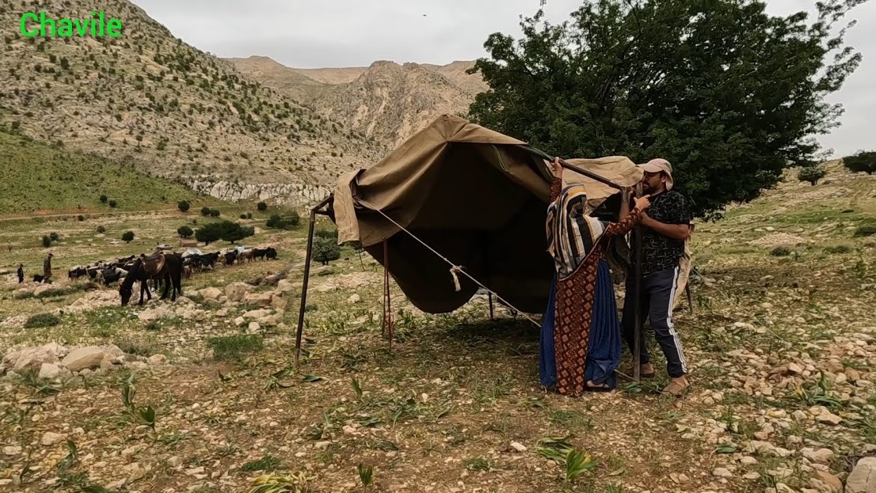 The harsh nomadic life, pitching tents in the mountains and freezing cold⛰️🏕🐐