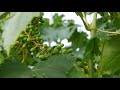 Варианты посадки винограда в сибирских условиях, Тюмень