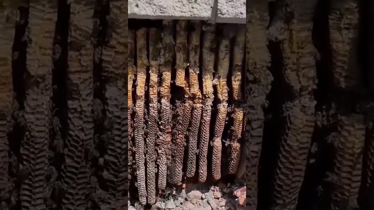 Bee removal church highlight #beekeeping #subscribe #nature #subscribe #shorts #fyp #youtube #apiary