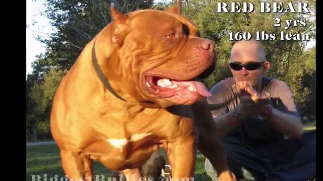 Red Bear - Biggest Bully Pitbull - YouTube