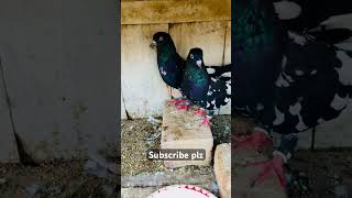 Indian Rampuri kabutar pigeon bird kabootar shorts