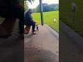 9246. Drop stay sit re-cue sit stand stay distraction Nala dog treats rain Esplanade 15 June 2026 MM