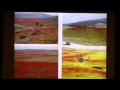 כלניות אופיום וחיפושיות הפרג פרופ אבישי שמידע כלניות אופיום וחיפושיות הפרג פרופ אבישי שמידע